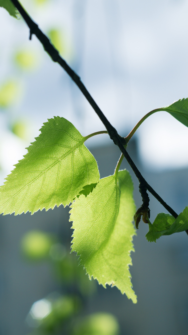 Green Leaf in Tilt Shift Lens. Wallpaper in 750x1334 Resolution