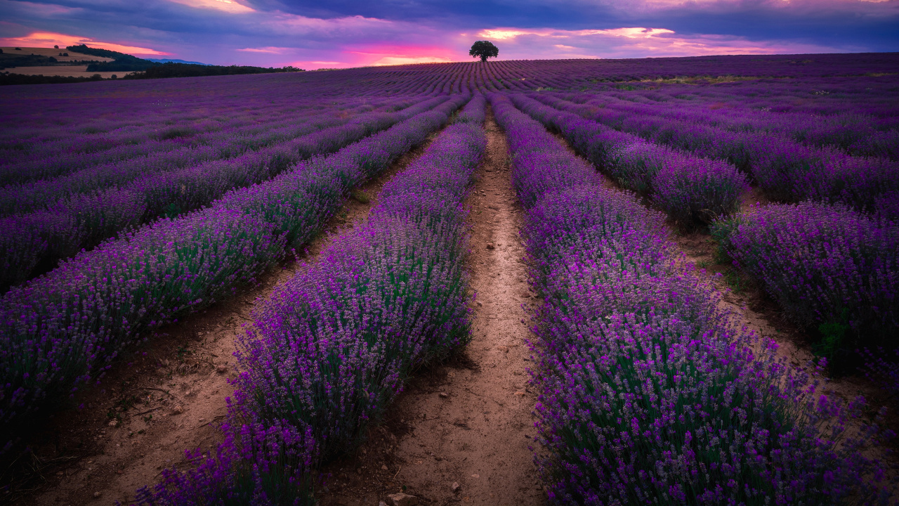 Campo de Hierba Verde Bajo el Cielo Nublado Durante el Día. Wallpaper in 1280x720 Resolution