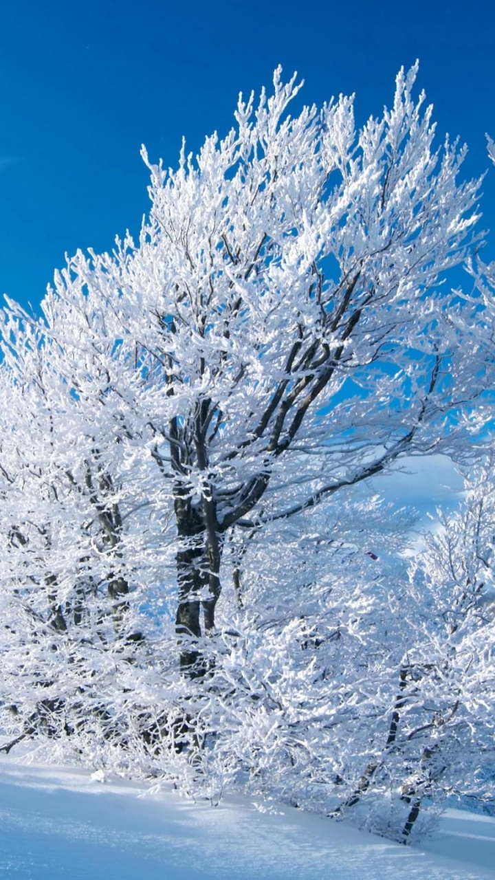 White Tree on Snow Covered Ground Under Blue Sky During Daytime. Wallpaper in 720x1280 Resolution