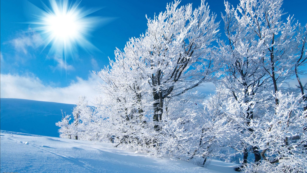 Weißer Baum Auf Schneebedecktem Boden Unter Blauem Himmel Tagsüber. Wallpaper in 1280x720 Resolution