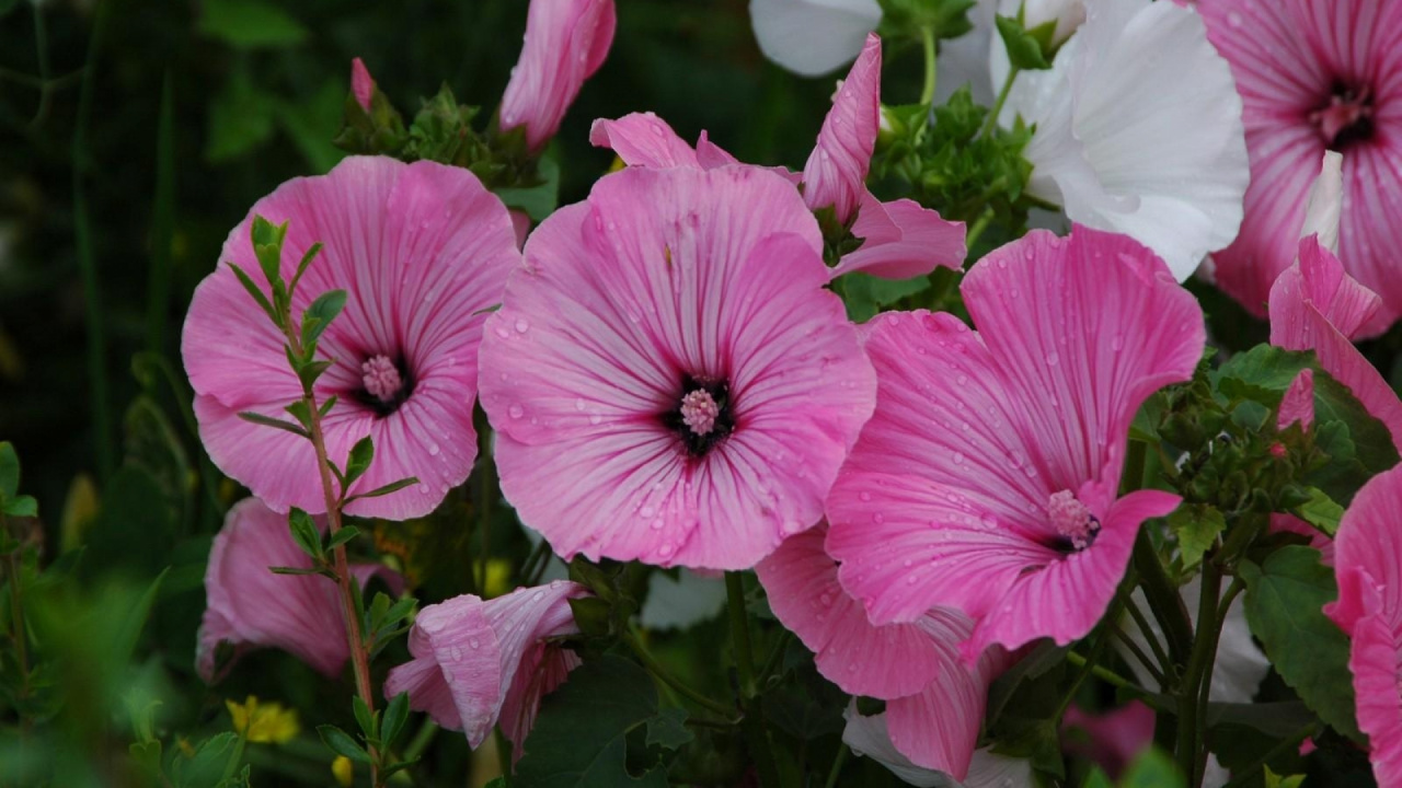 Fleurs Roses et Blanches Avec Des Feuilles Vertes. Wallpaper in 1280x720 Resolution