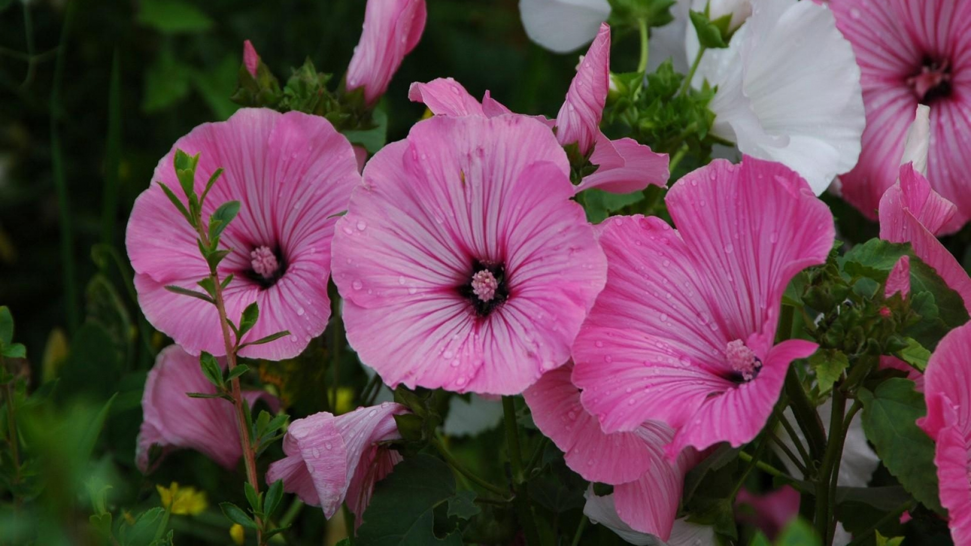 Flores Rosas y Blancas Con Hojas Verdes. Wallpaper in 1920x1080 Resolution