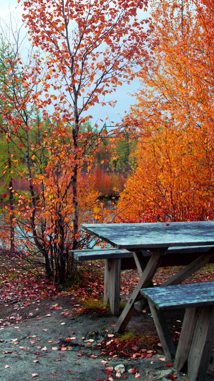 Banc en Bois Brun Près Des Arbres Bruns Pendant la Journée. Wallpaper in 750x1334 Resolution