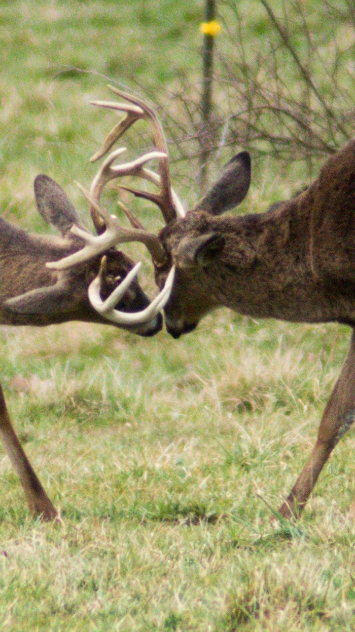 Fauna, Venado Cola Blanca, Elk, Ciervo, Paisaje Natural. Wallpaper in 720x1280 Resolution