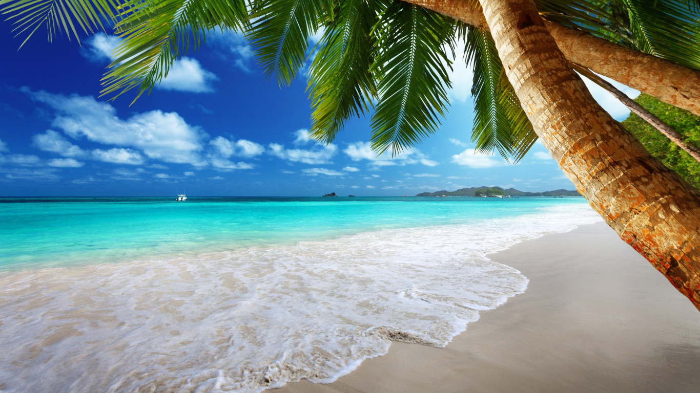 Coconut Tree Near Sea Shore During Daytime. Wallpaper in 1366x768 Resolution