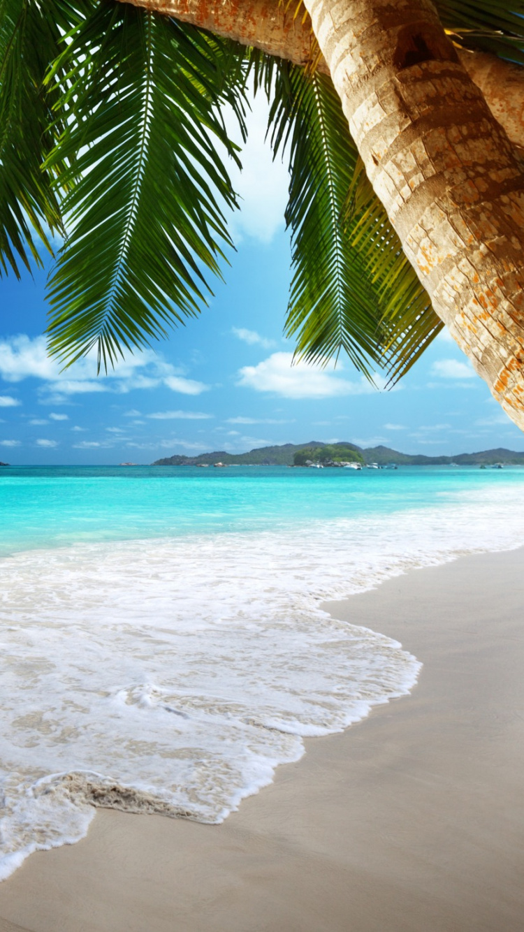 Coconut Tree Near Sea Shore During Daytime. Wallpaper in 750x1334 Resolution
