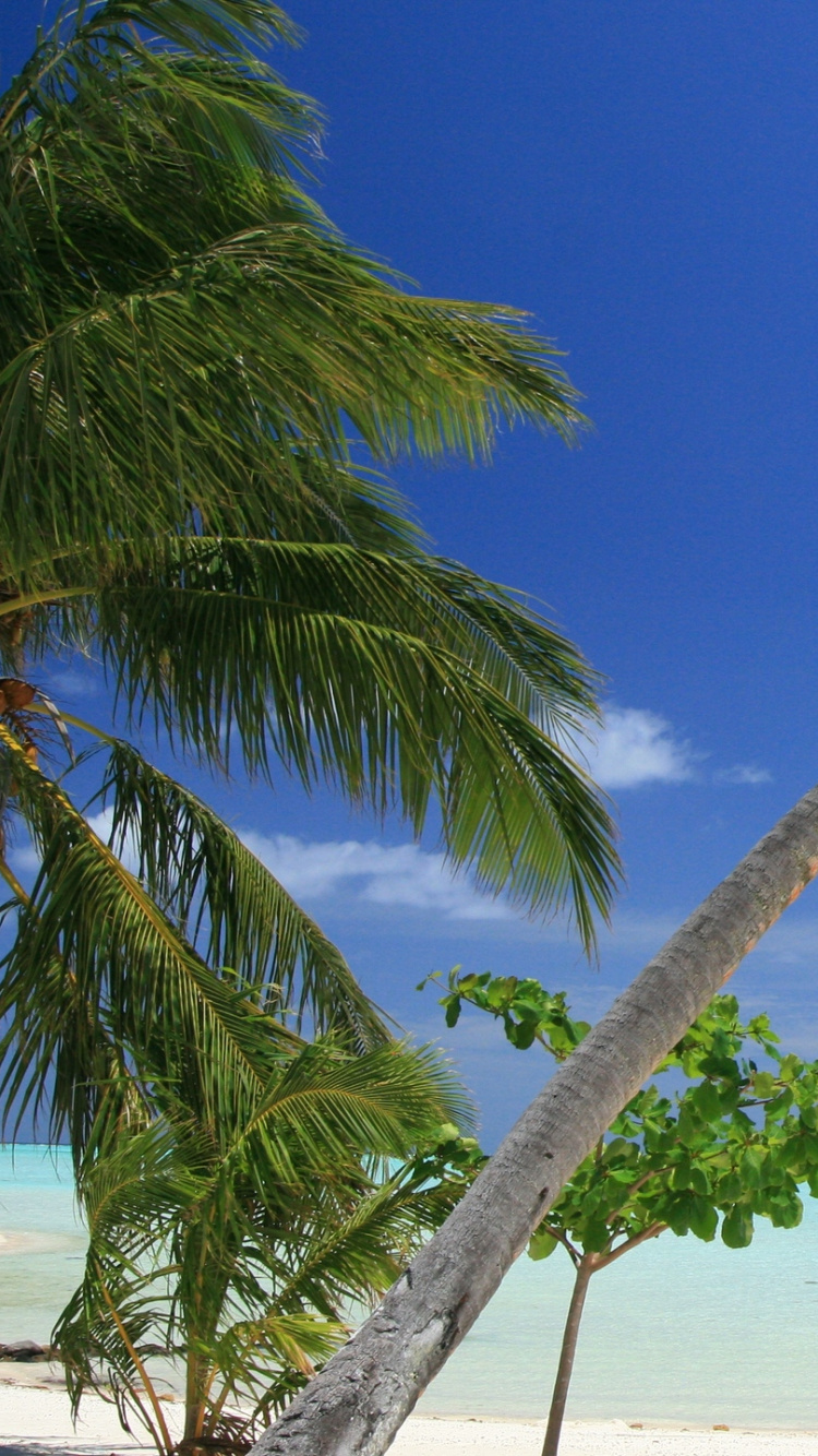 Green Palm Tree Near Body of Water During Daytime. Wallpaper in 750x1334 Resolution