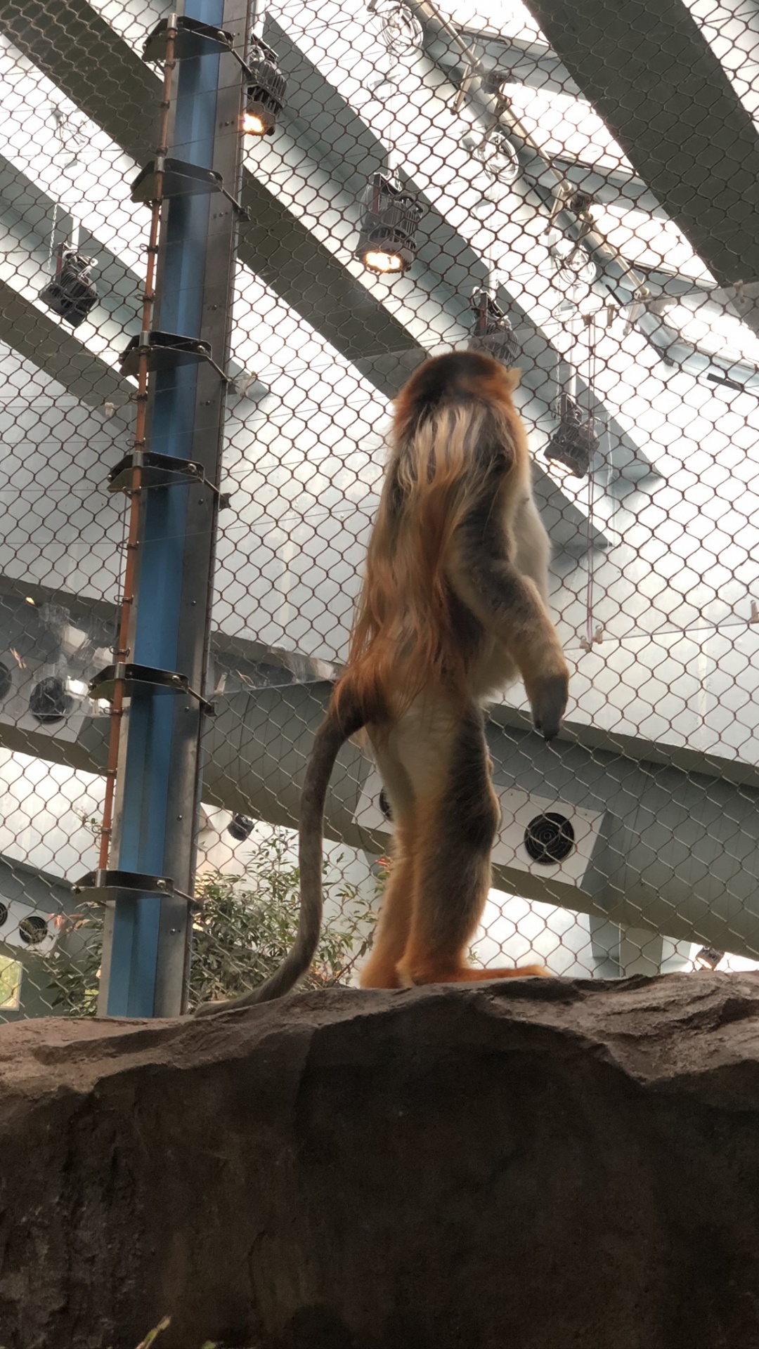 Humanos, Naturaleza, Sucursal, Madera, Arquitectura. Wallpaper in 1080x1920 Resolution