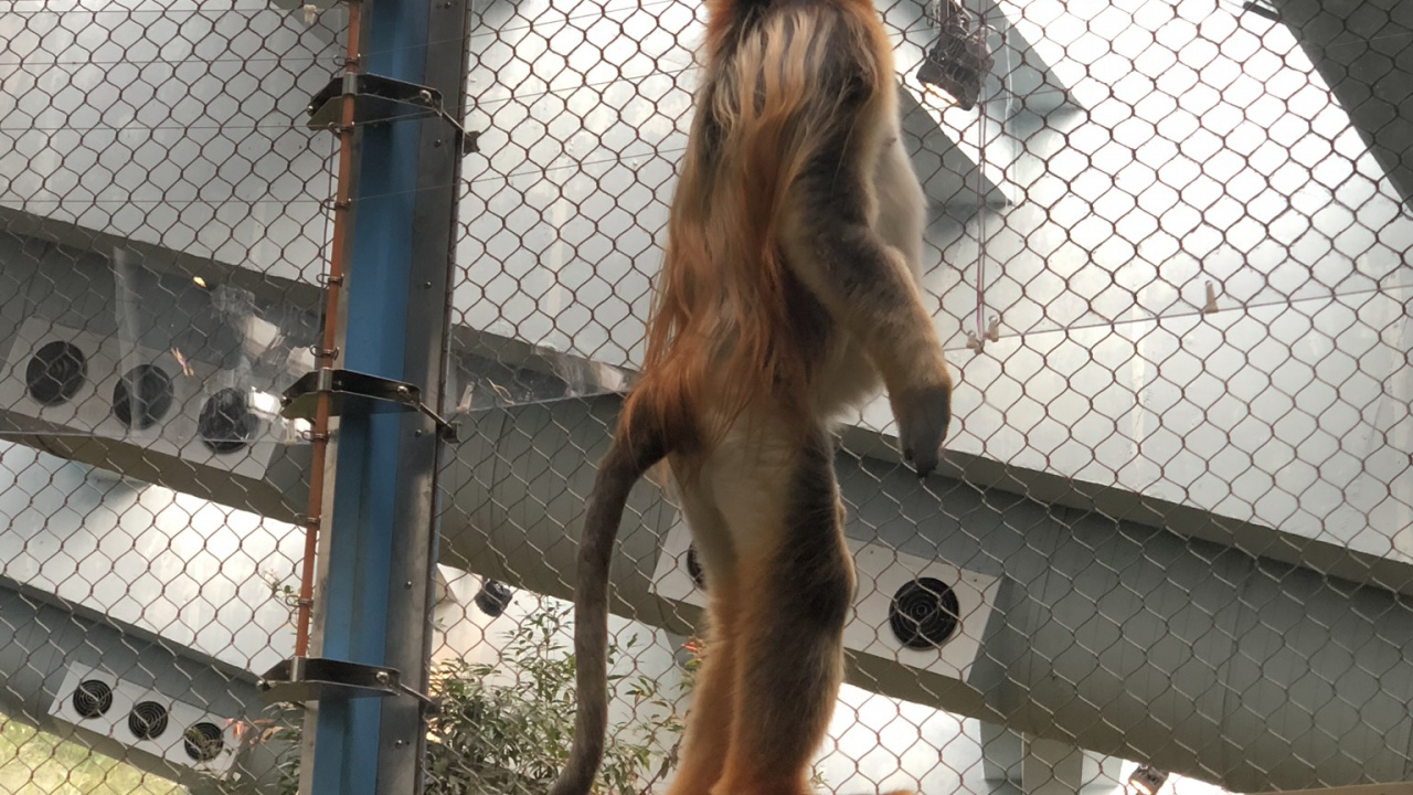 性质, 木, 建筑, 运输 壁纸 1280x720 允许