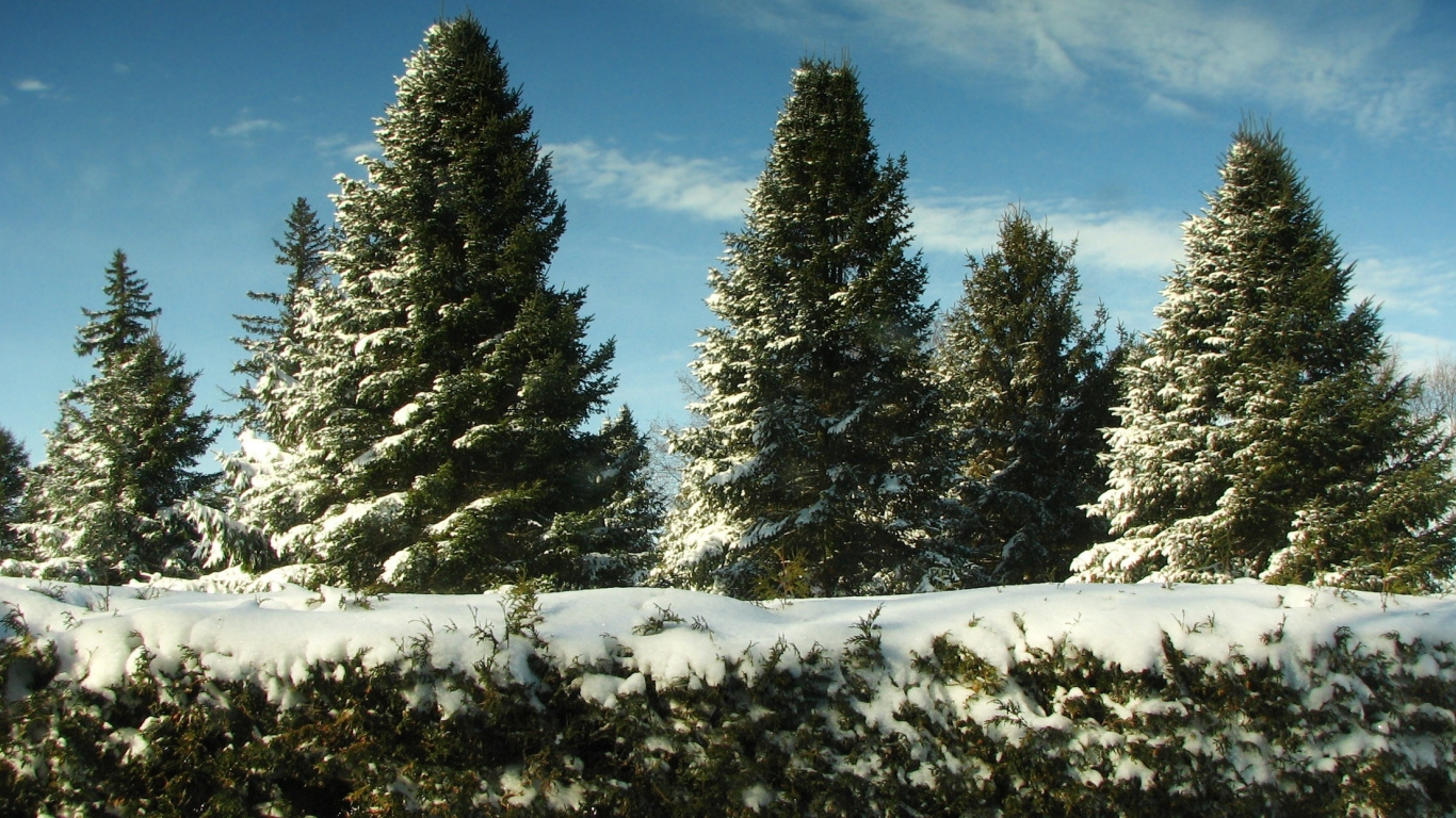 Wallpaper Green Pine Trees on Snow Covered Ground Under Blue Sky During ...