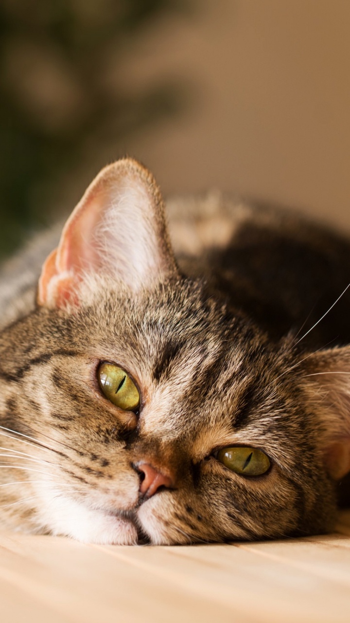 Brown Tabby Cat on White Textile. Wallpaper in 720x1280 Resolution