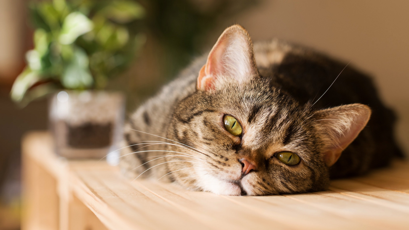 胡须, 大花猫, 欧洲短毛猫, 中小型猫, 小胡子 壁纸 1366x768 允许