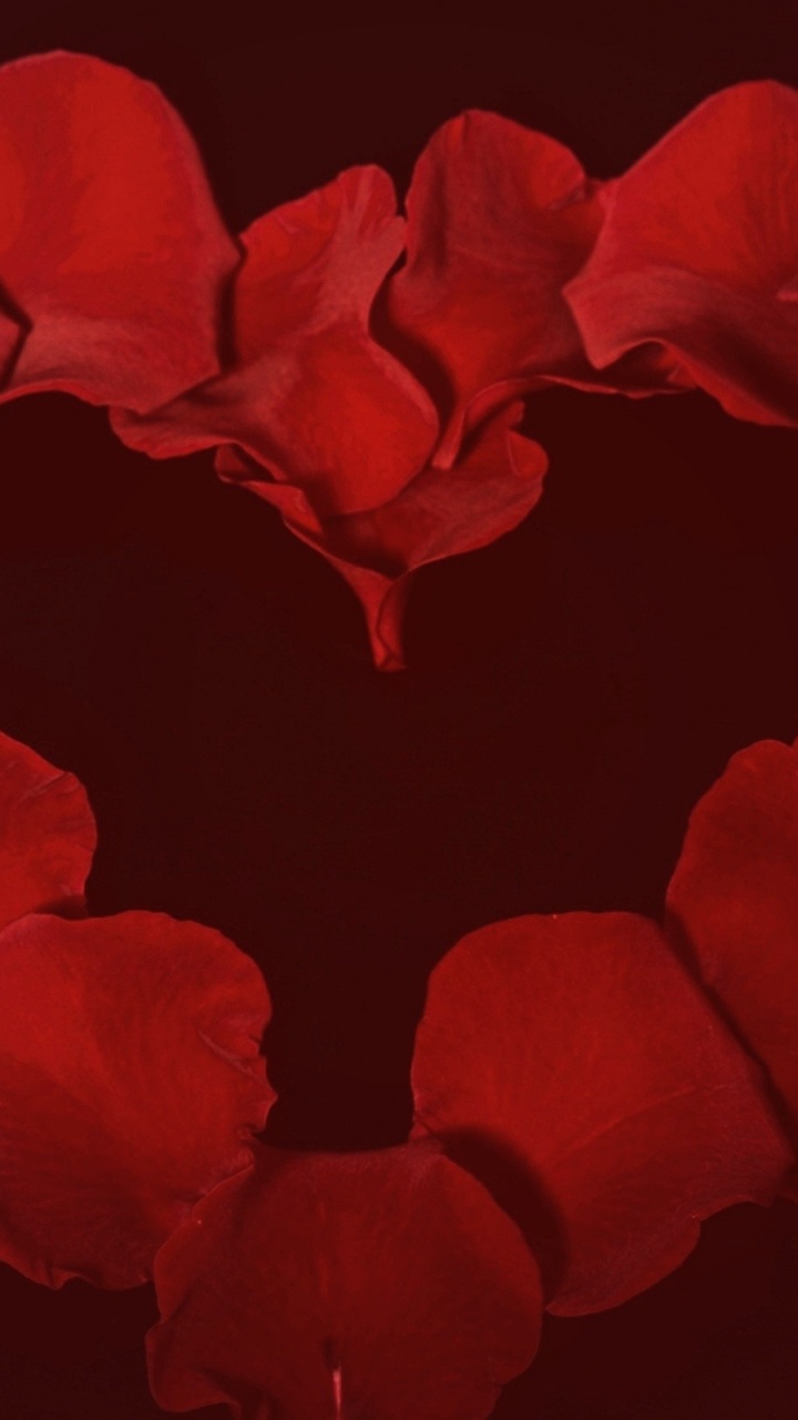 Garden Roses, Red, Heart, Petal, Valentines Day. Wallpaper in 720x1280 Resolution