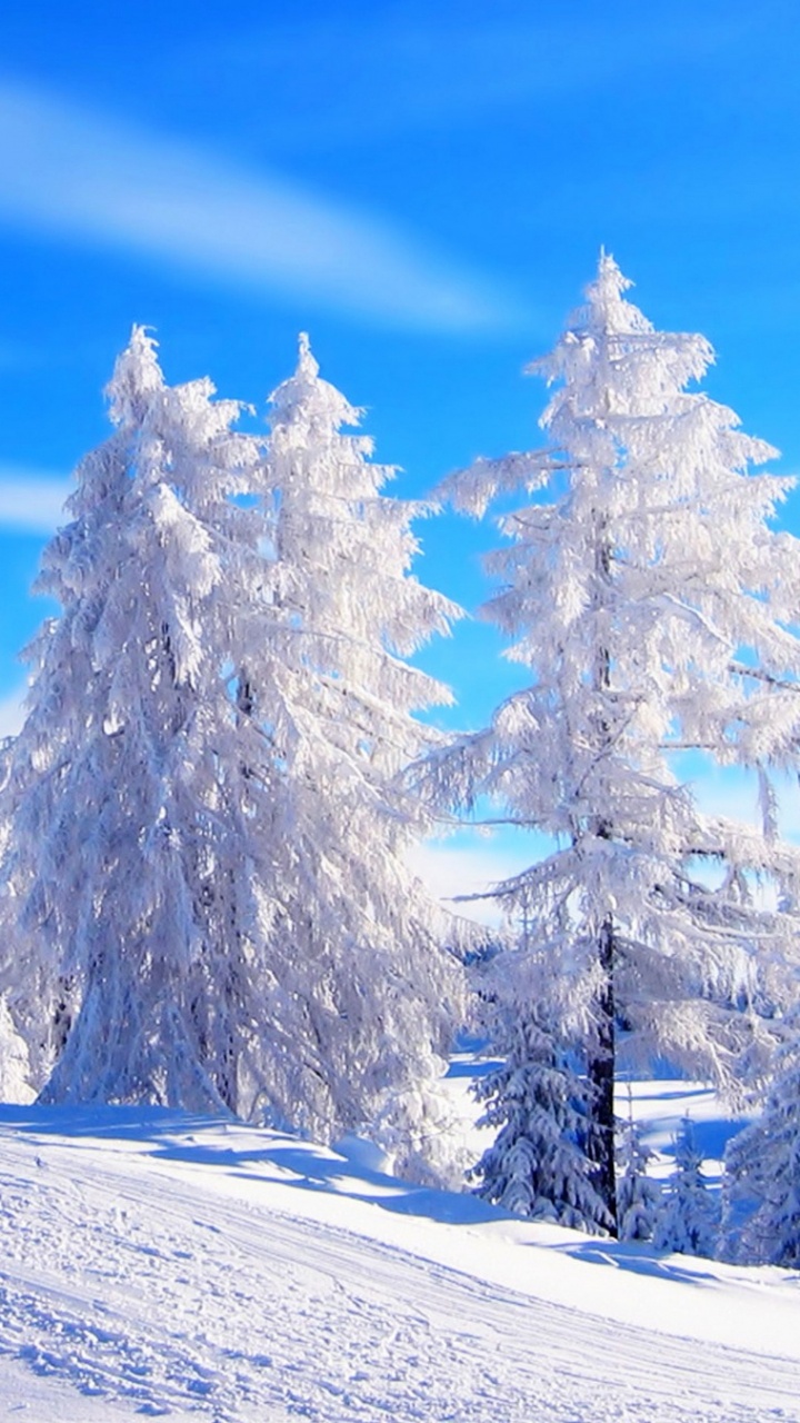 Arbres et Montagnes Couverts de Neige Pendant la Journée. Wallpaper in 720x1280 Resolution