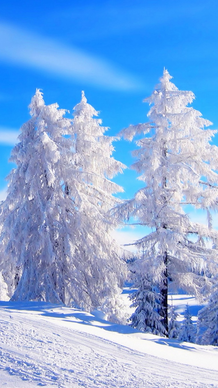 Arbres et Montagnes Couverts de Neige Pendant la Journée. Wallpaper in 750x1334 Resolution