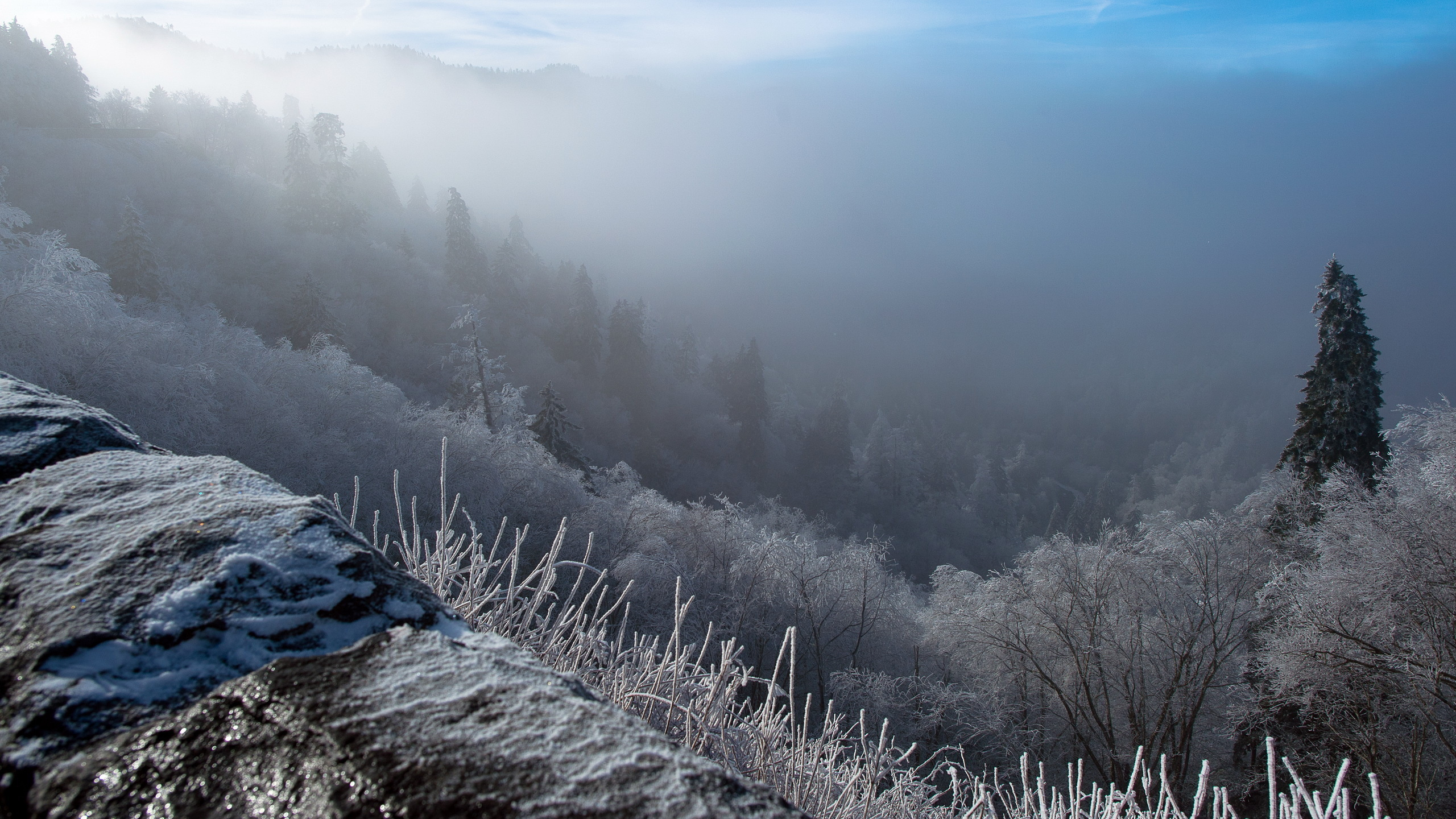 Arbres Verts Sur la Montagne Sous Ciel Bleu Pendant la Journée. Wallpaper in 2560x1440 Resolution
