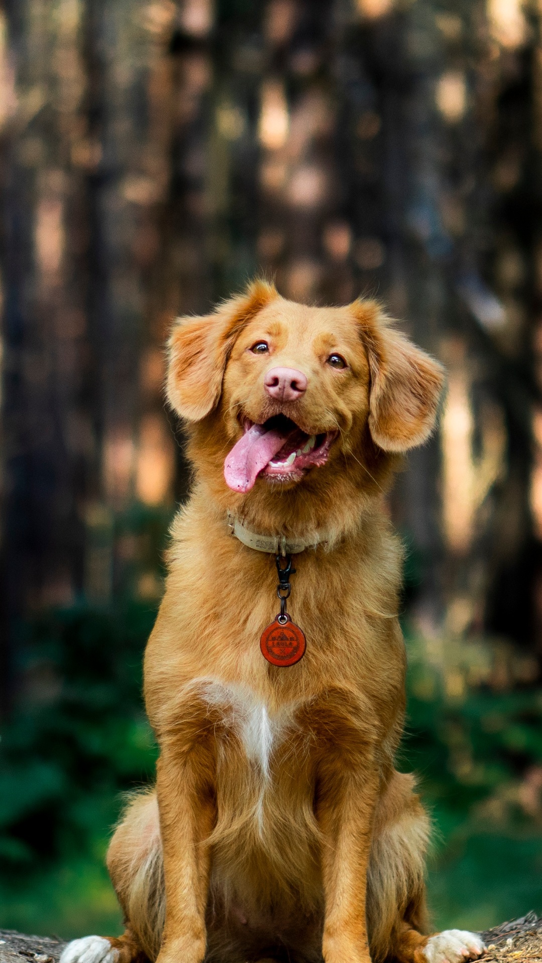 Perro, Nova Scotia Duck Peaje Retriever, Golden Retriever, Bulldog, Cachorro. Wallpaper in 1080x1920 Resolution