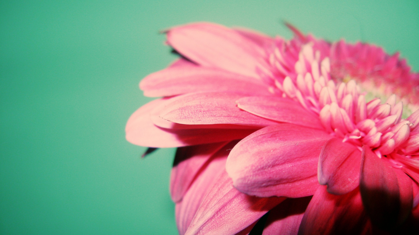 粉红色, 非洲菊, 菌群, Daisy的家庭, 小指 壁纸 1366x768 允许