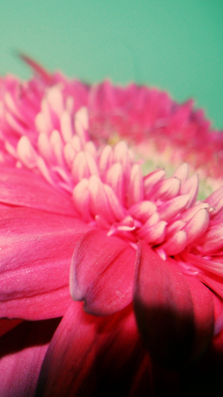 Flor Rosa, En, Macro, Tiro. Wallpaper in 750x1334 Resolution