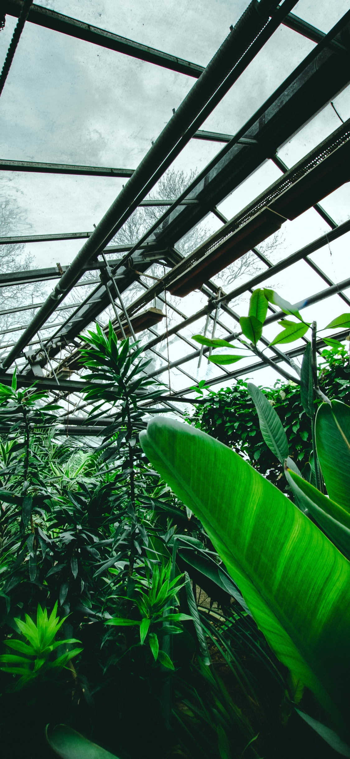 Planta de Hoja Verde Dentro Del Invernadero. Wallpaper in 1125x2436 Resolution