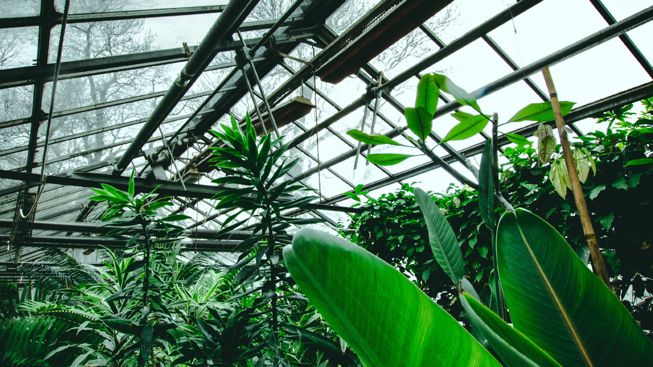 Green Leaf Plant Inside Greenhouse. Wallpaper in 1280x720 Resolution