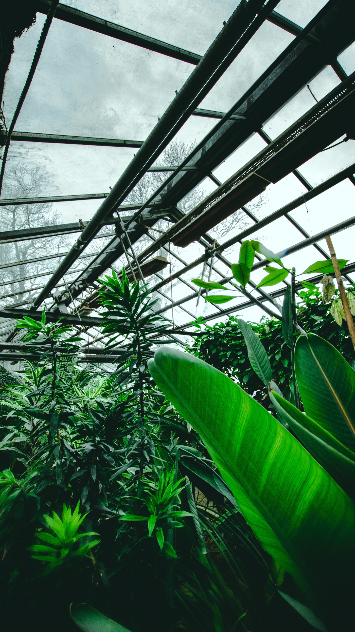 Green Leaf Plant Inside Greenhouse. Wallpaper in 1440x2560 Resolution