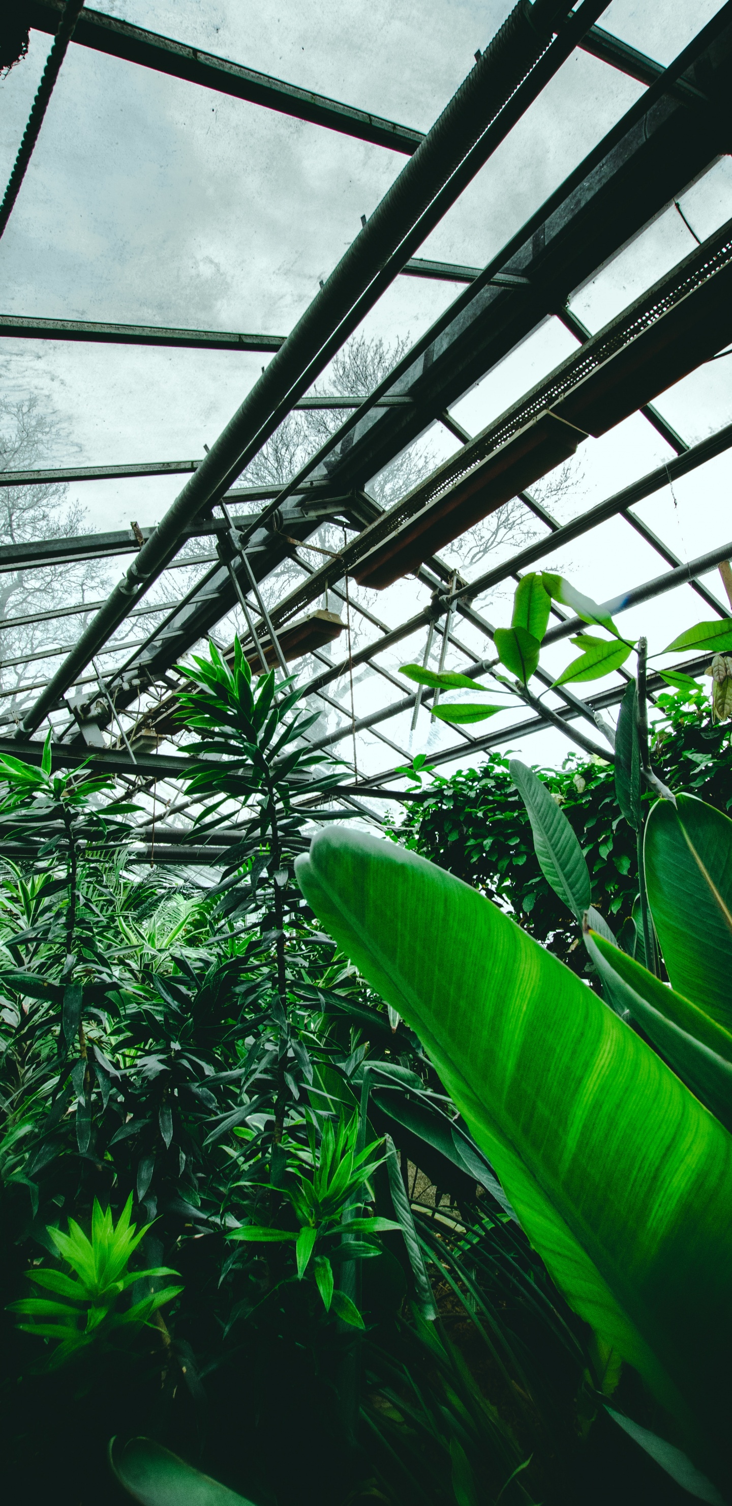 Green Leaf Plant Inside Greenhouse. Wallpaper in 1440x2960 Resolution