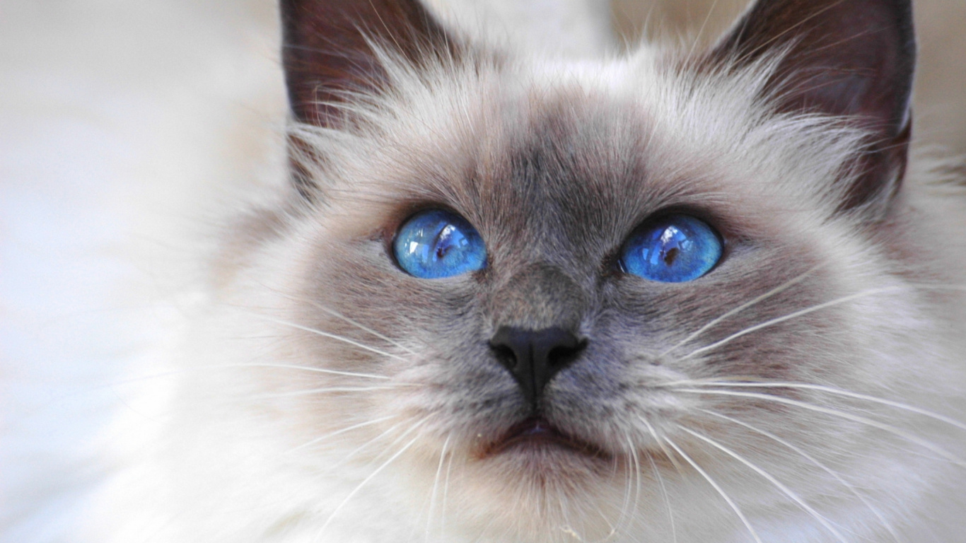 Chat Blanc et Noir Sur Textile Blanc. Wallpaper in 1366x768 Resolution