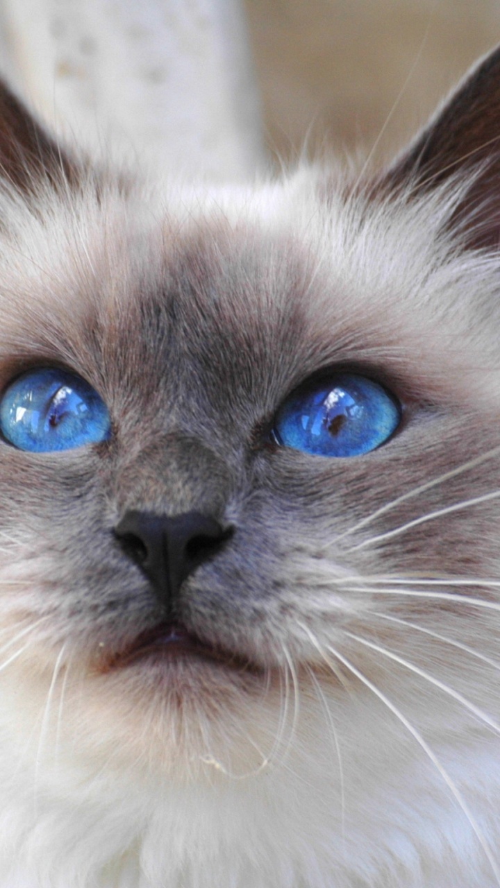 缅甸猫, 暹罗猫, 小猫, 繁殖, 猫繁殖 壁纸 720x1280 允许