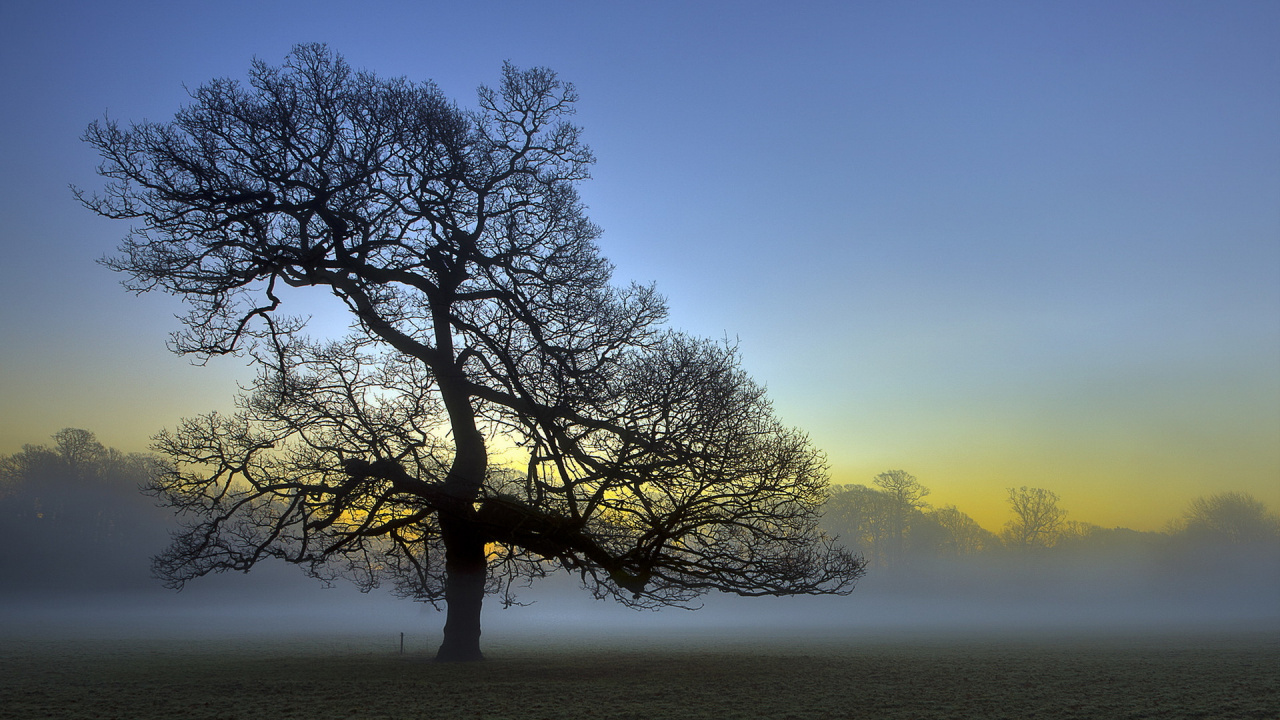 Árbol Sin Hojas en Tiempo Brumoso. Wallpaper in 1280x720 Resolution
