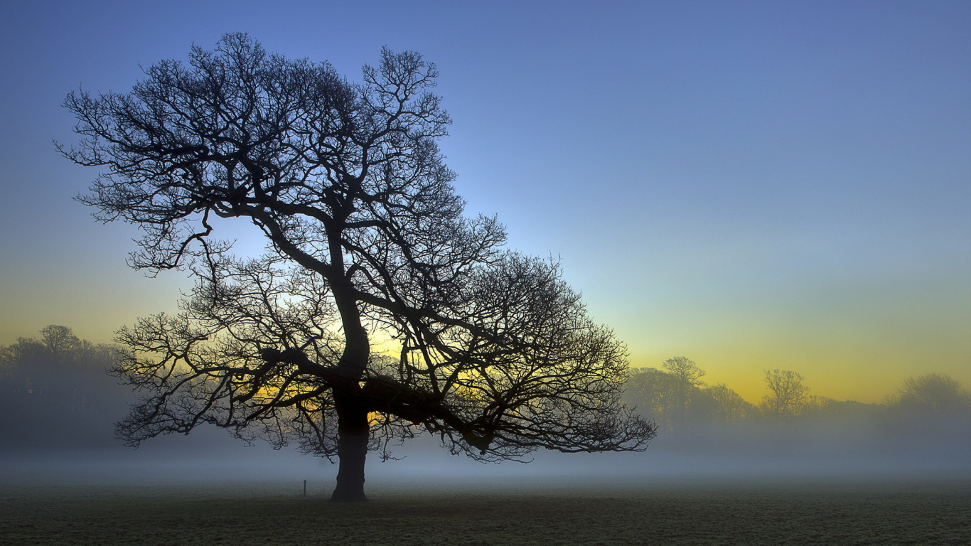 Árbol Sin Hojas en Tiempo Brumoso. Wallpaper in 1366x768 Resolution