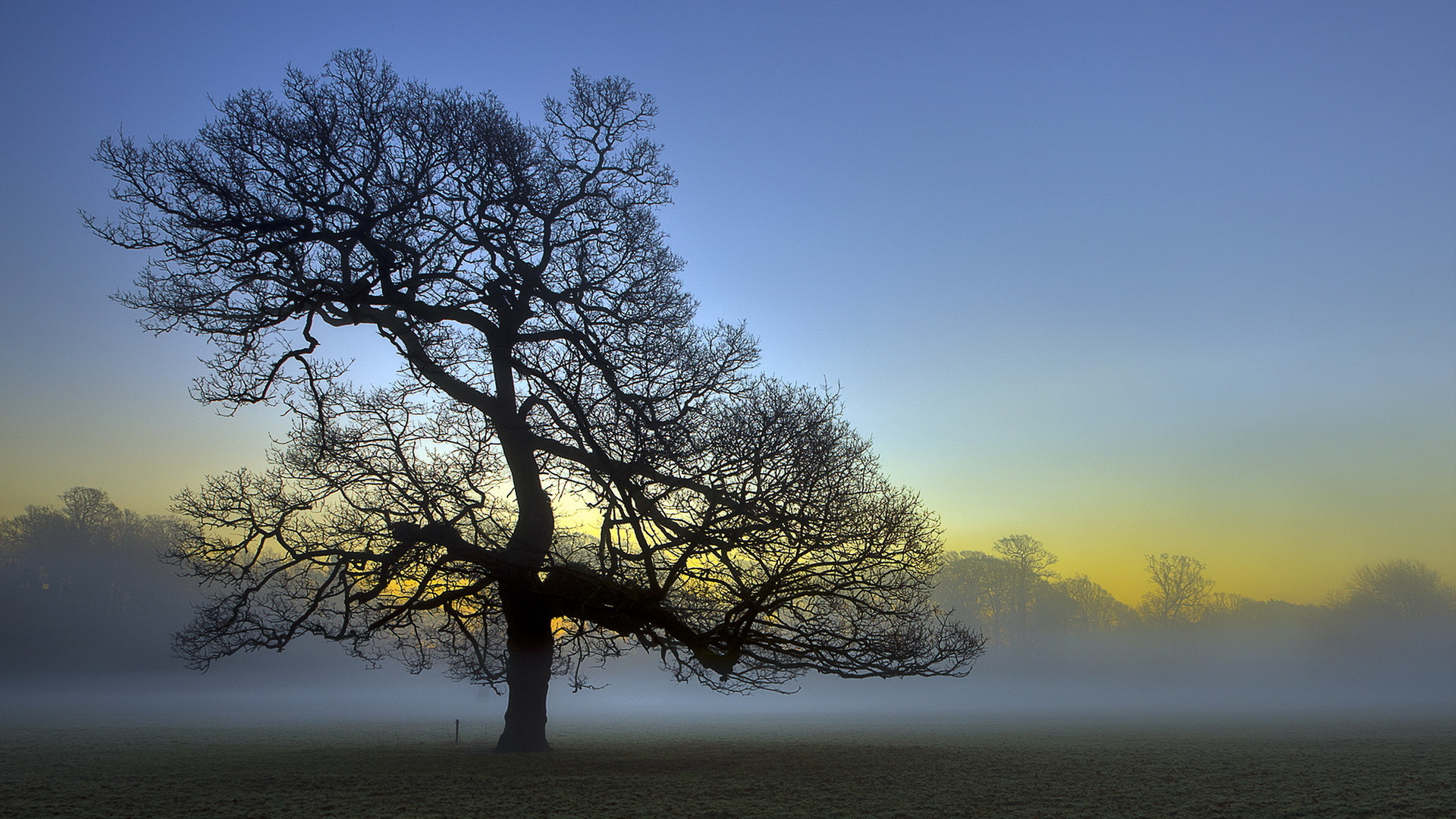 Blattloser Baum Bei Nebligen Wetter. Wallpaper in 1920x1080 Resolution