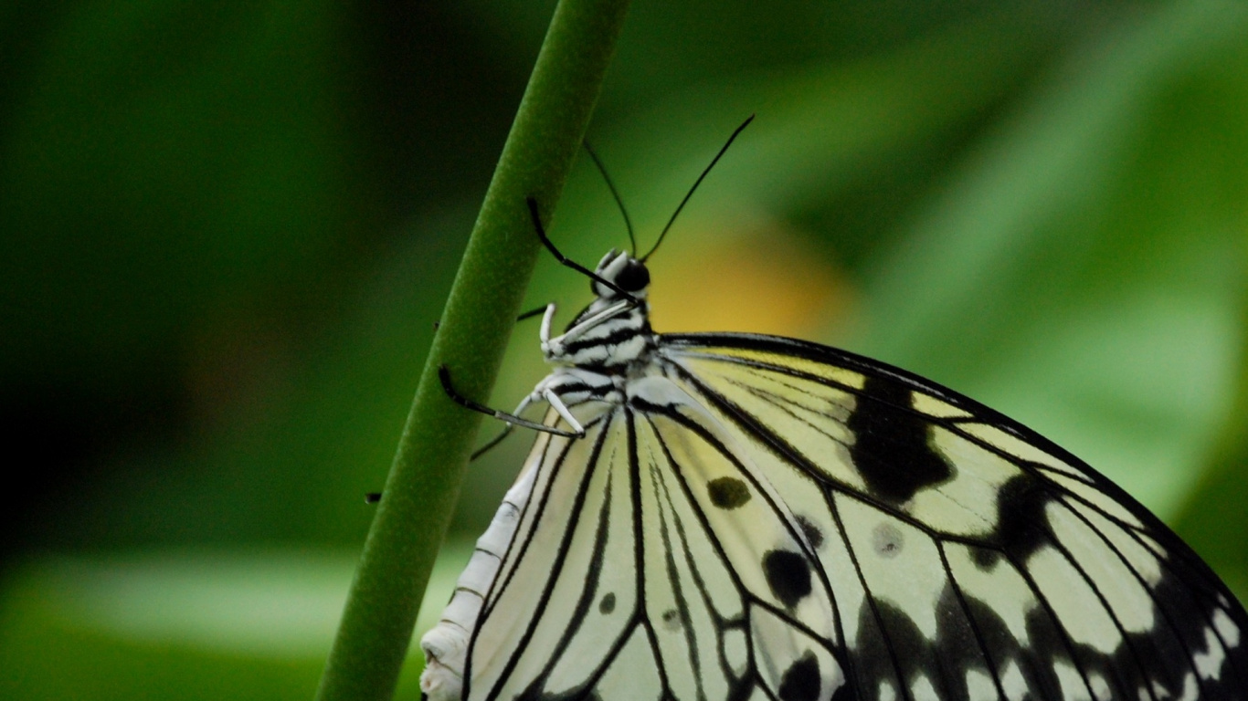 Mariposa Blanca y Negra Sobre Hoja Verde. Wallpaper in 1366x768 Resolution
