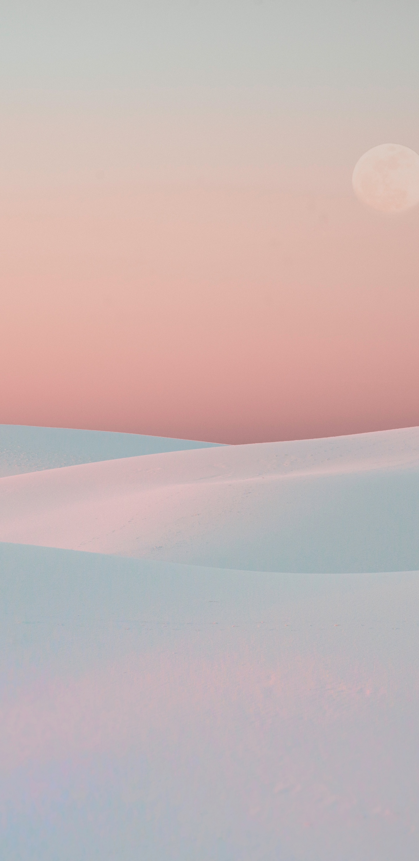 Blanco, Rosa, Entorno Natural, Ambiente, Mañana. Wallpaper in 1440x2960 Resolution