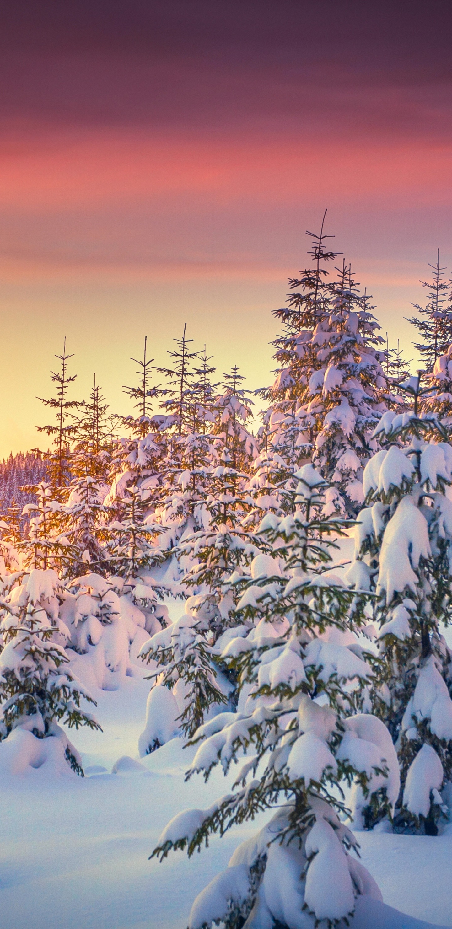 Árboles Cubiertos de Nieve Durante la Puesta de Sol. Wallpaper in 1440x2960 Resolution