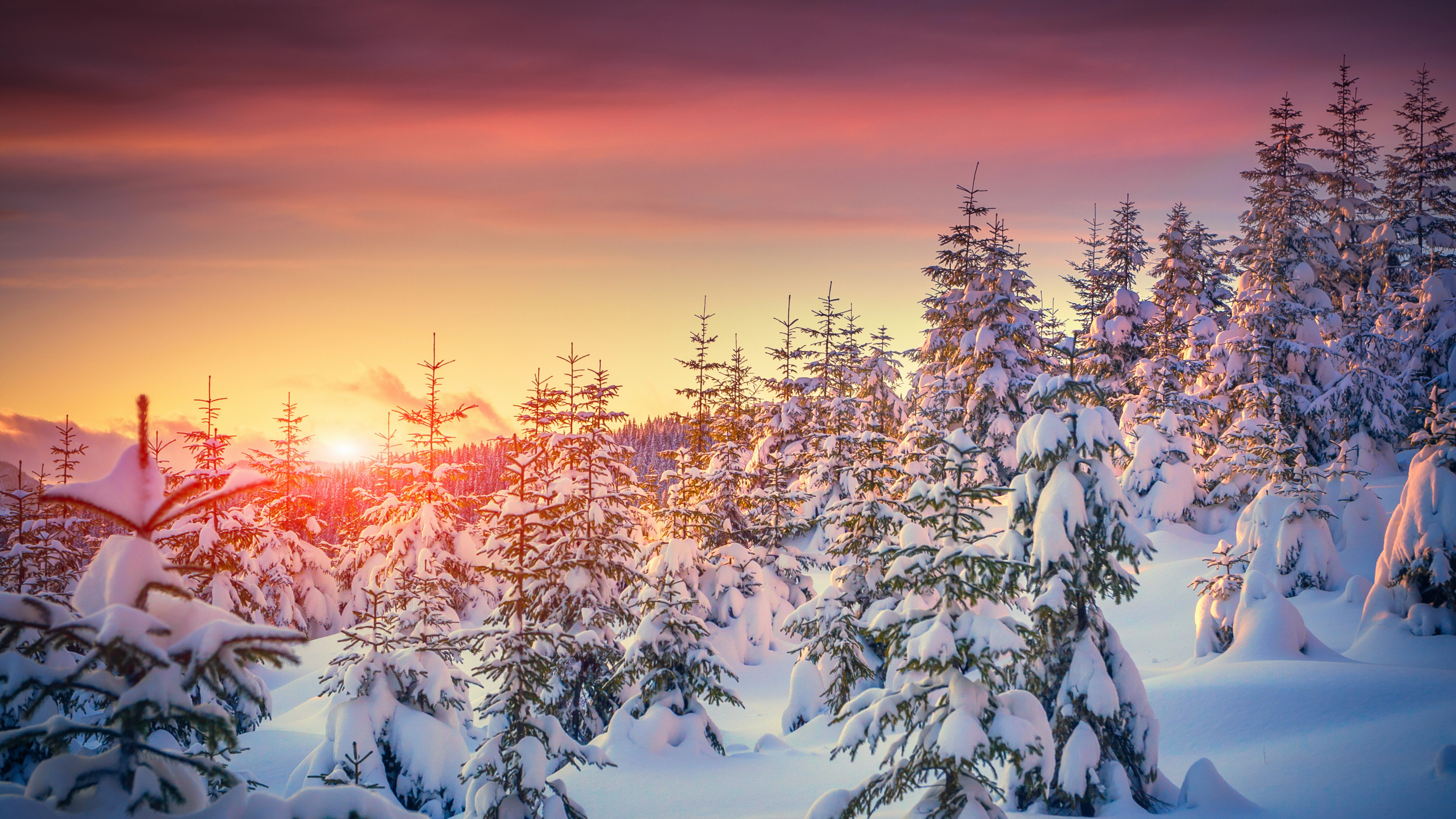 Árboles Cubiertos de Nieve Durante la Puesta de Sol. Wallpaper in 3840x2160 Resolution