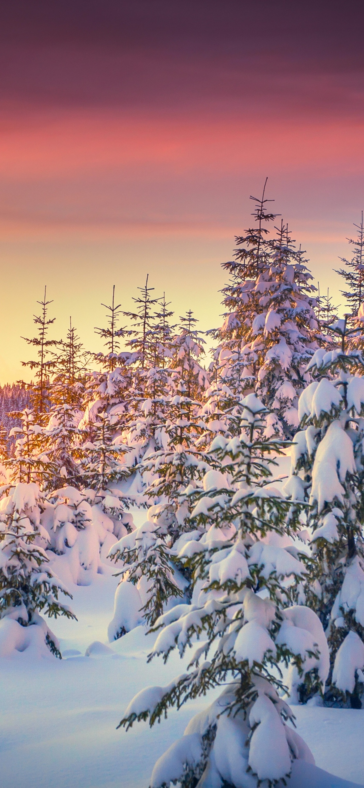 Arbres Couverts de Neige au Coucher du Soleil. Wallpaper in 1242x2688 Resolution