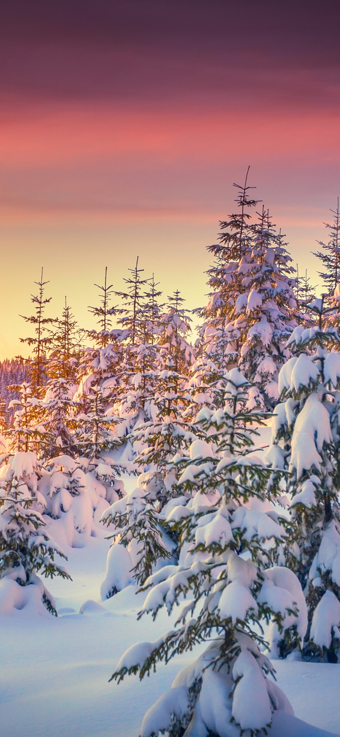 Snow Covered Trees During Sunset. Wallpaper in 1125x2436 Resolution