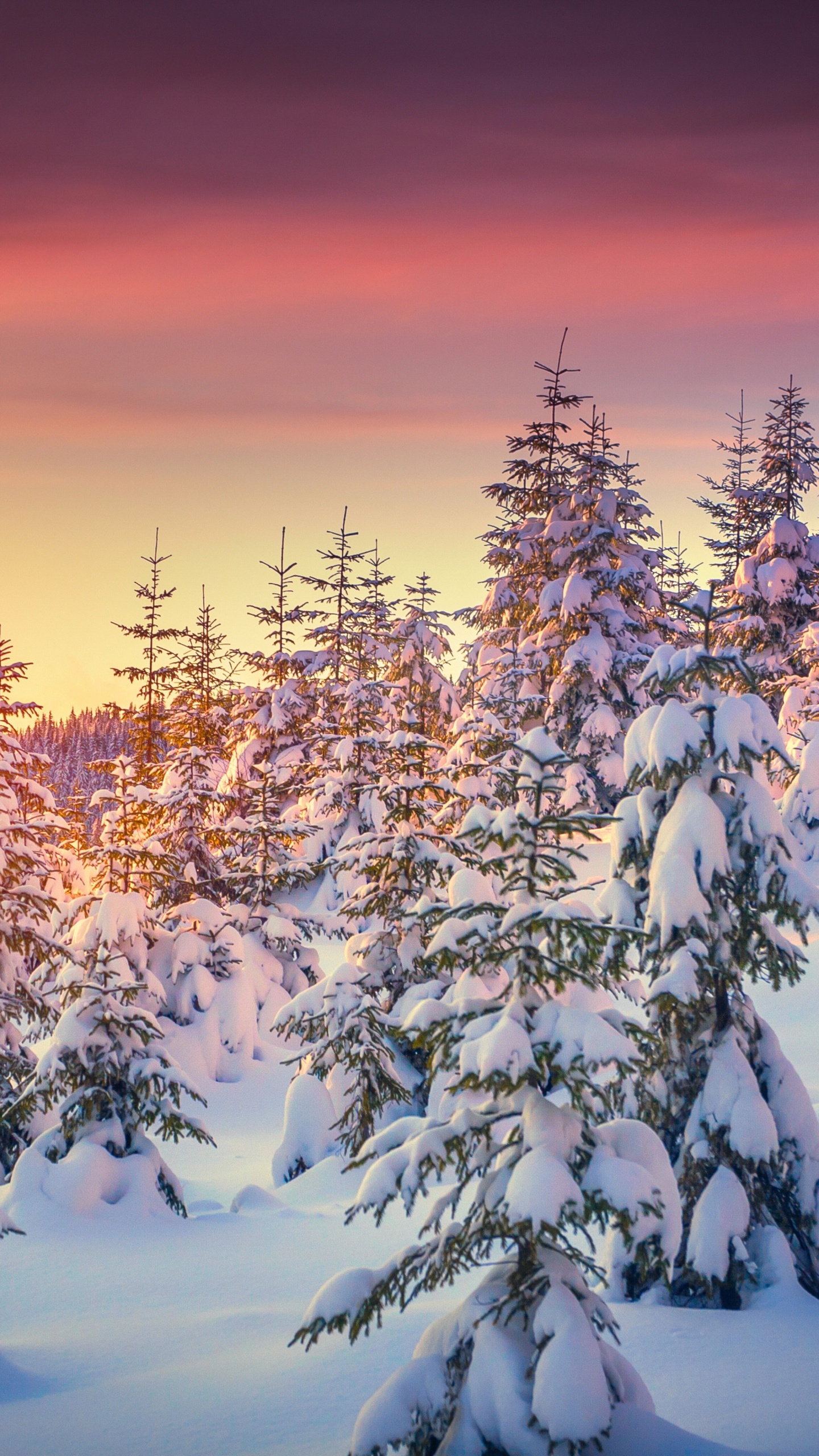 Snow Covered Trees During Sunset. Wallpaper in 1440x2560 Resolution