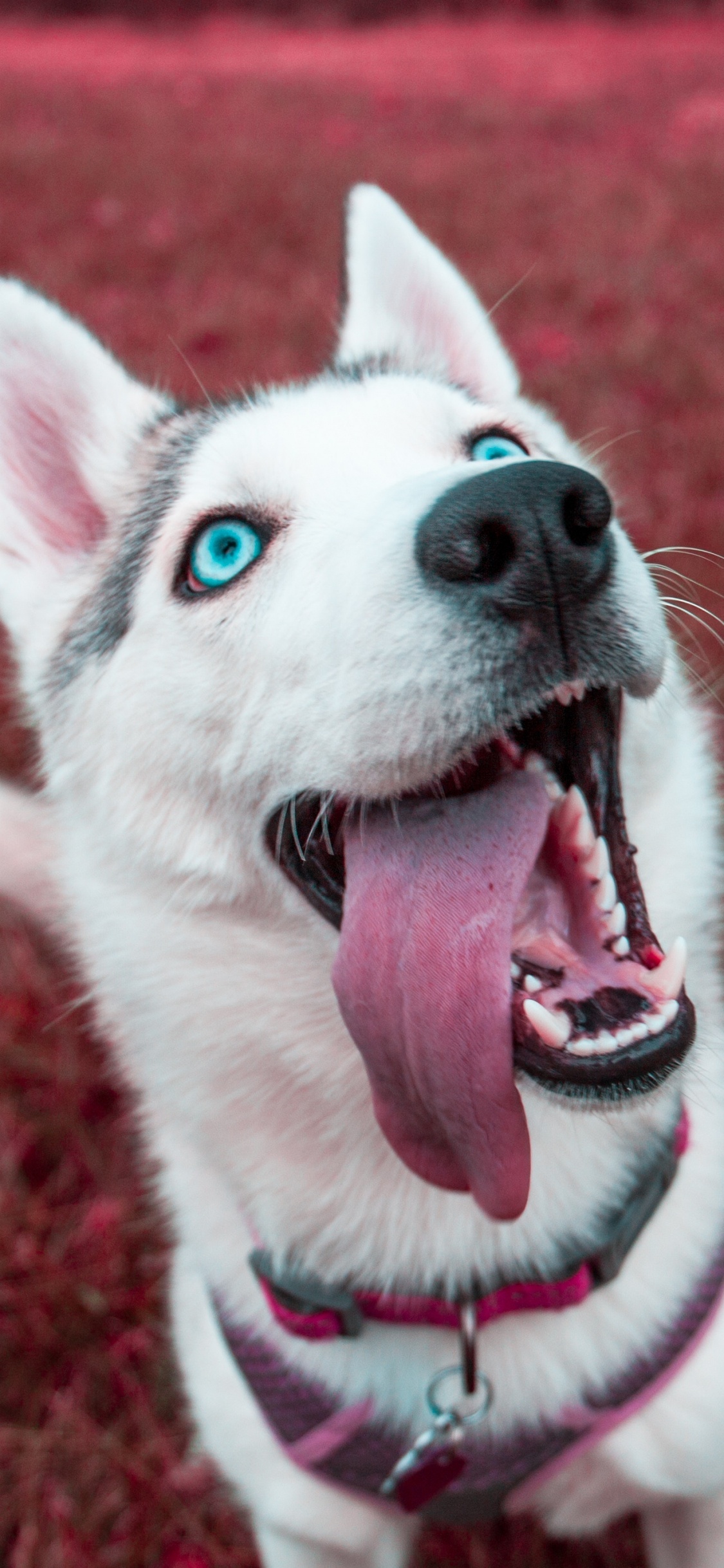 Chiot Husky Sibérien Blanc Sur Terrain D'herbe Rouge. Wallpaper in 1125x2436 Resolution