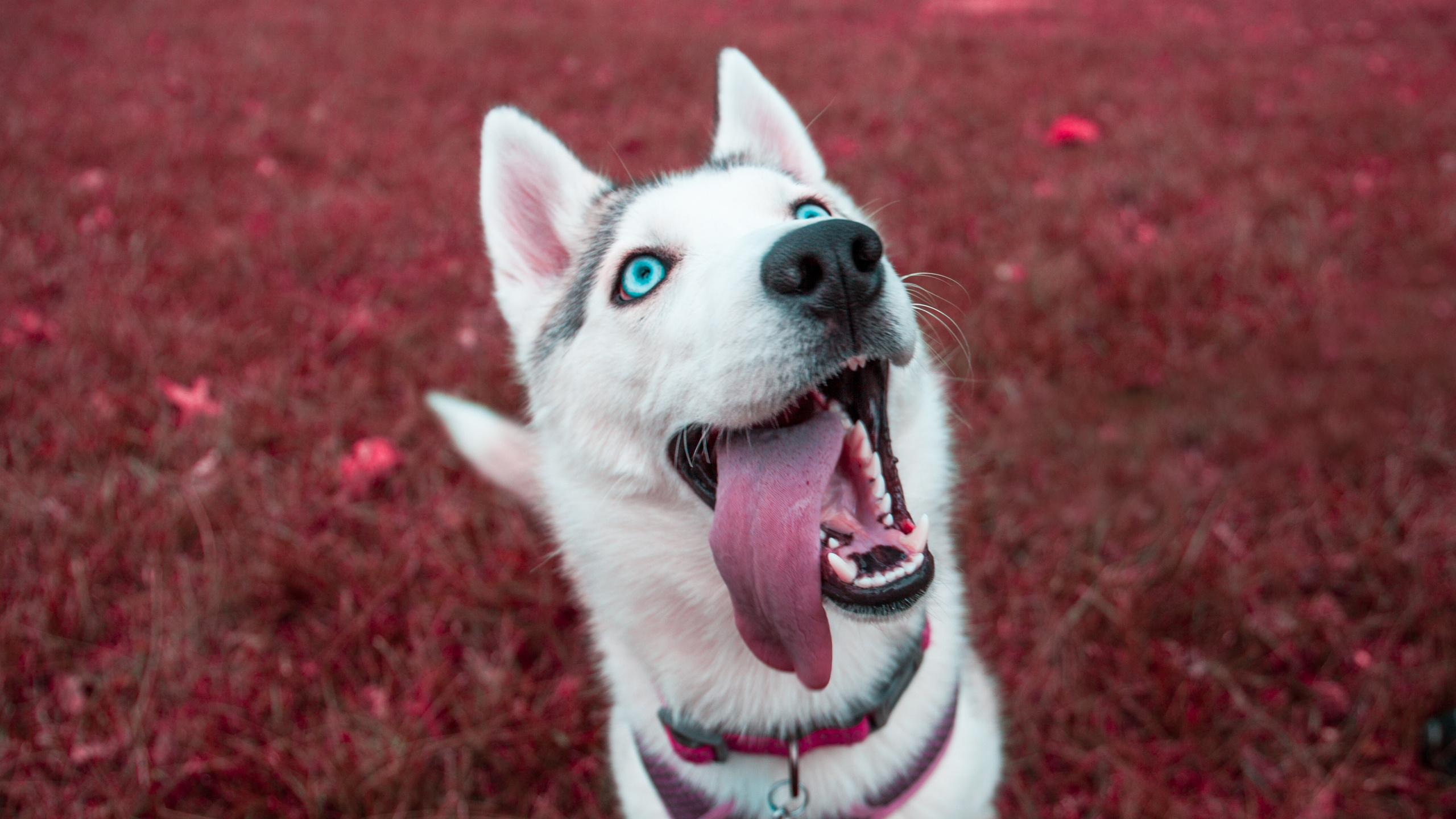 White Siberian Husky Puppy on Red Grass Field. Wallpaper in 2560x1440 Resolution