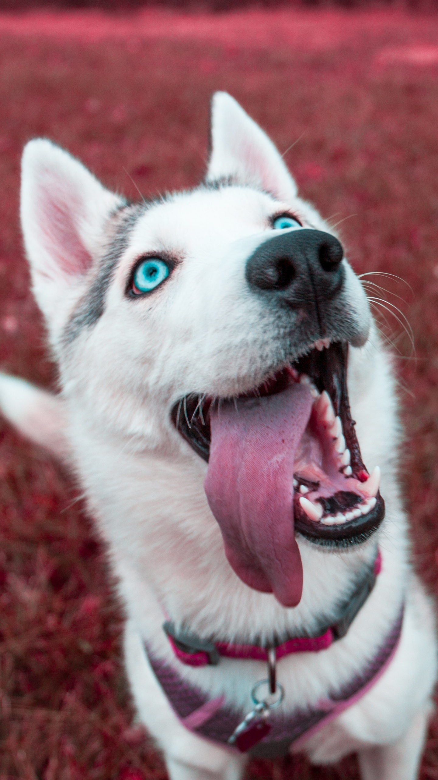 Welpe Des Weißen Sibirischen Huskys Auf Roter Wiese. Wallpaper in 1440x2560 Resolution