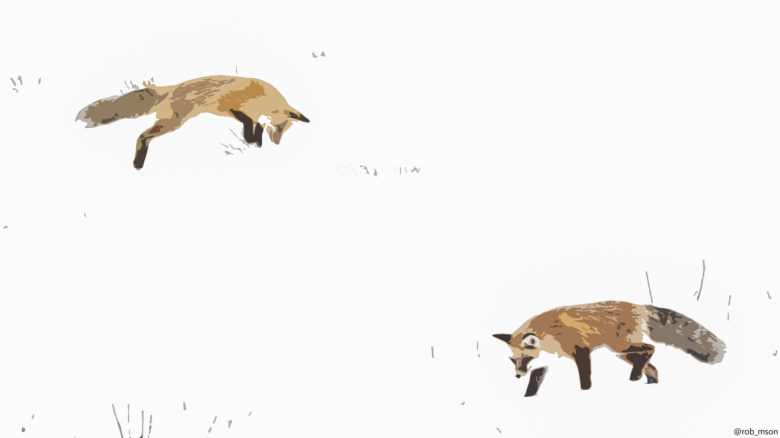 红狐狸, Procyonidae, 生态区, 小鹿, 陆地动物 壁纸 2560x1440 允许