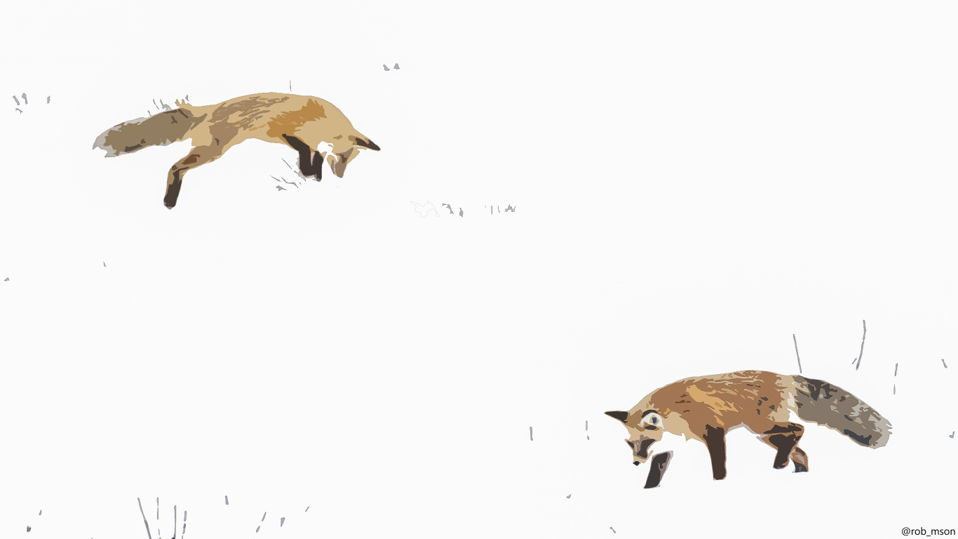 Zorro Rojo, Procyonidae, Ecorregión, Carnívoro, Fawn. Wallpaper in 1366x768 Resolution