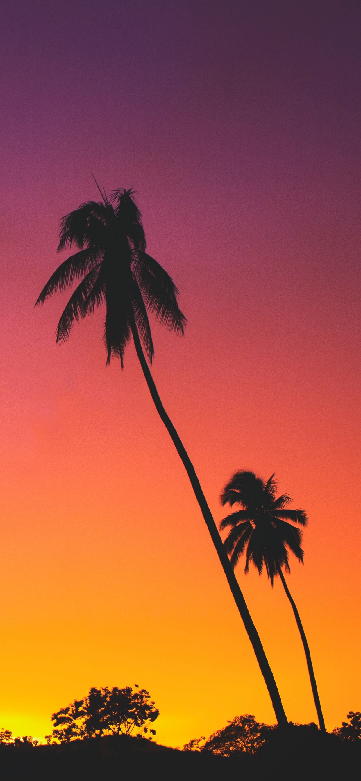 Silhouette of Palm Trees During Sunset. Wallpaper in 1242x2688 Resolution