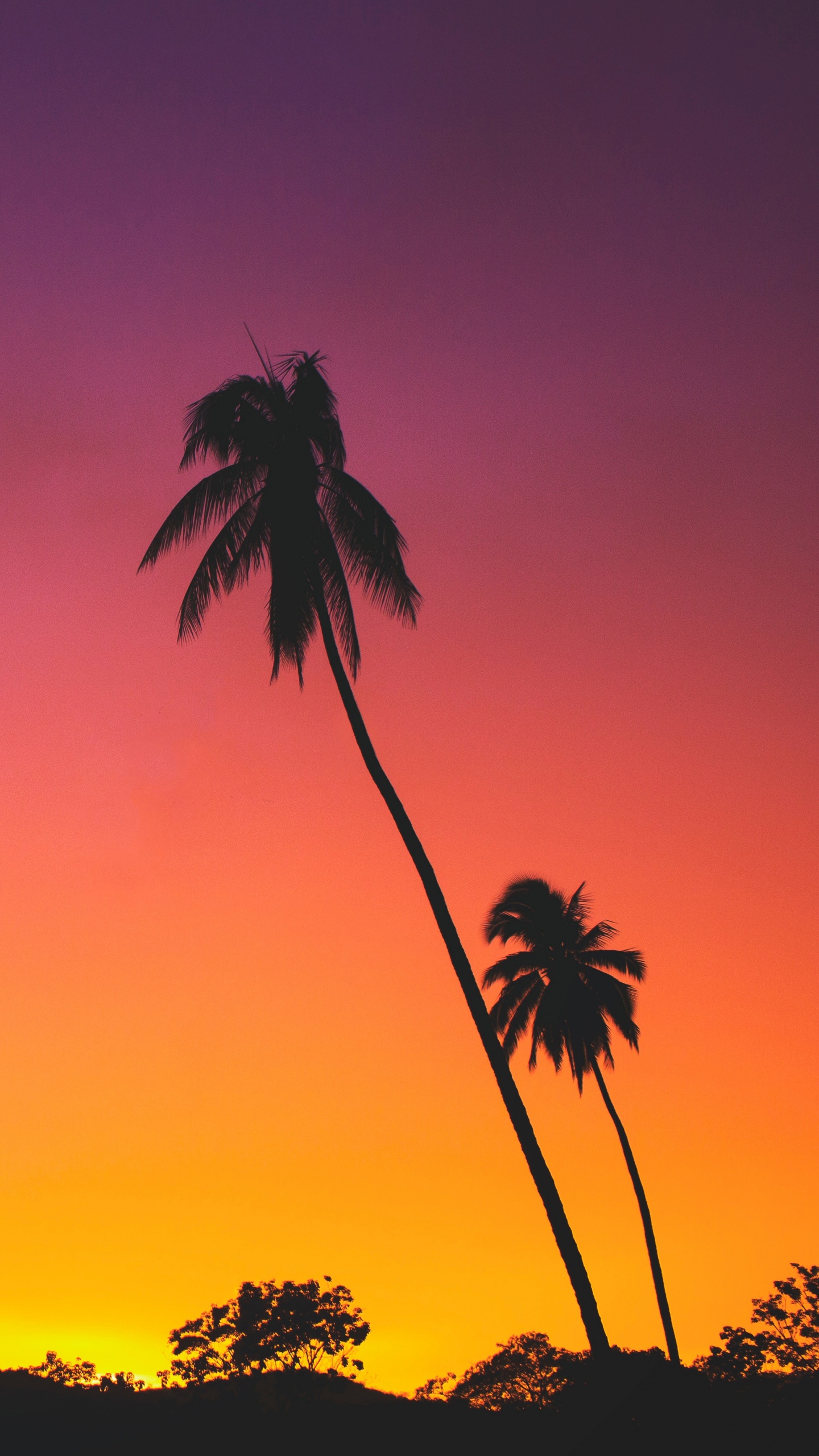 Silhouette of Palm Trees During Sunset. Wallpaper in 1440x2560 Resolution