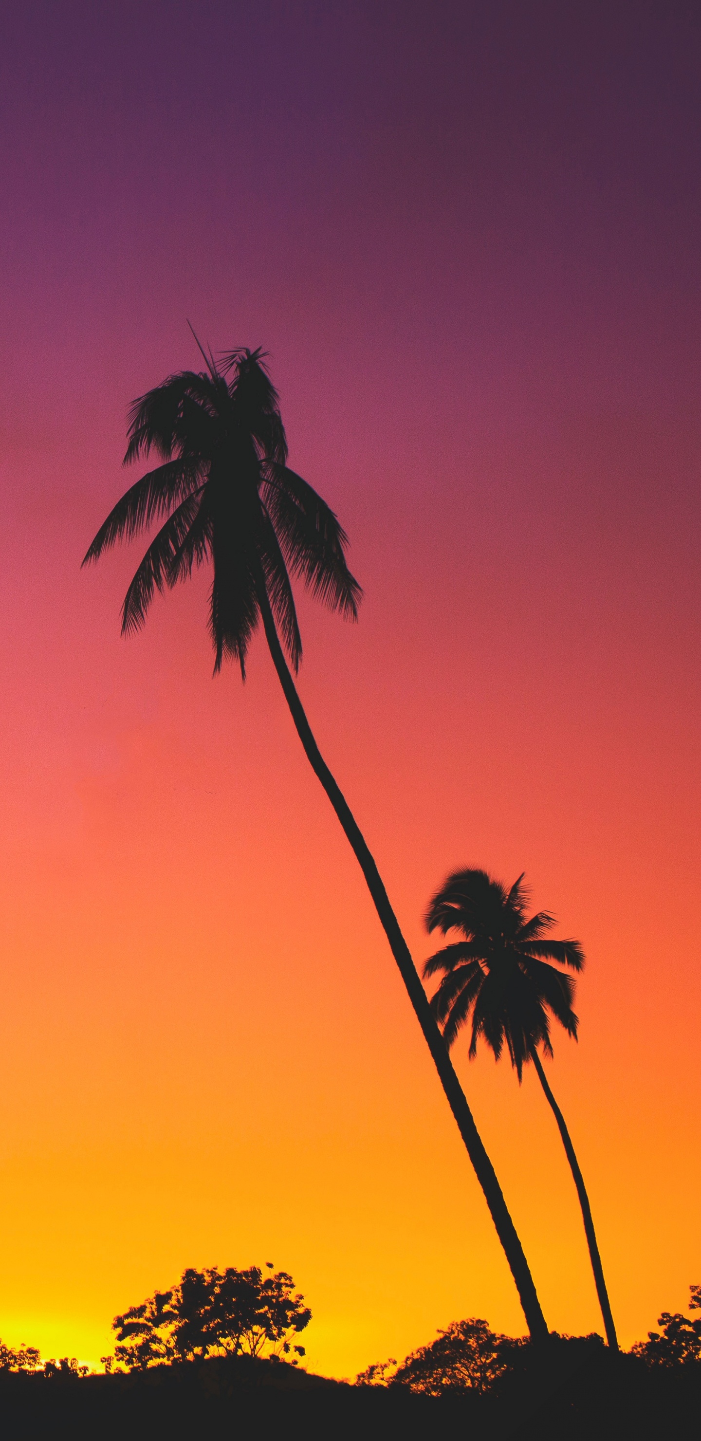 Silhouette of Palm Trees During Sunset. Wallpaper in 1440x2960 Resolution