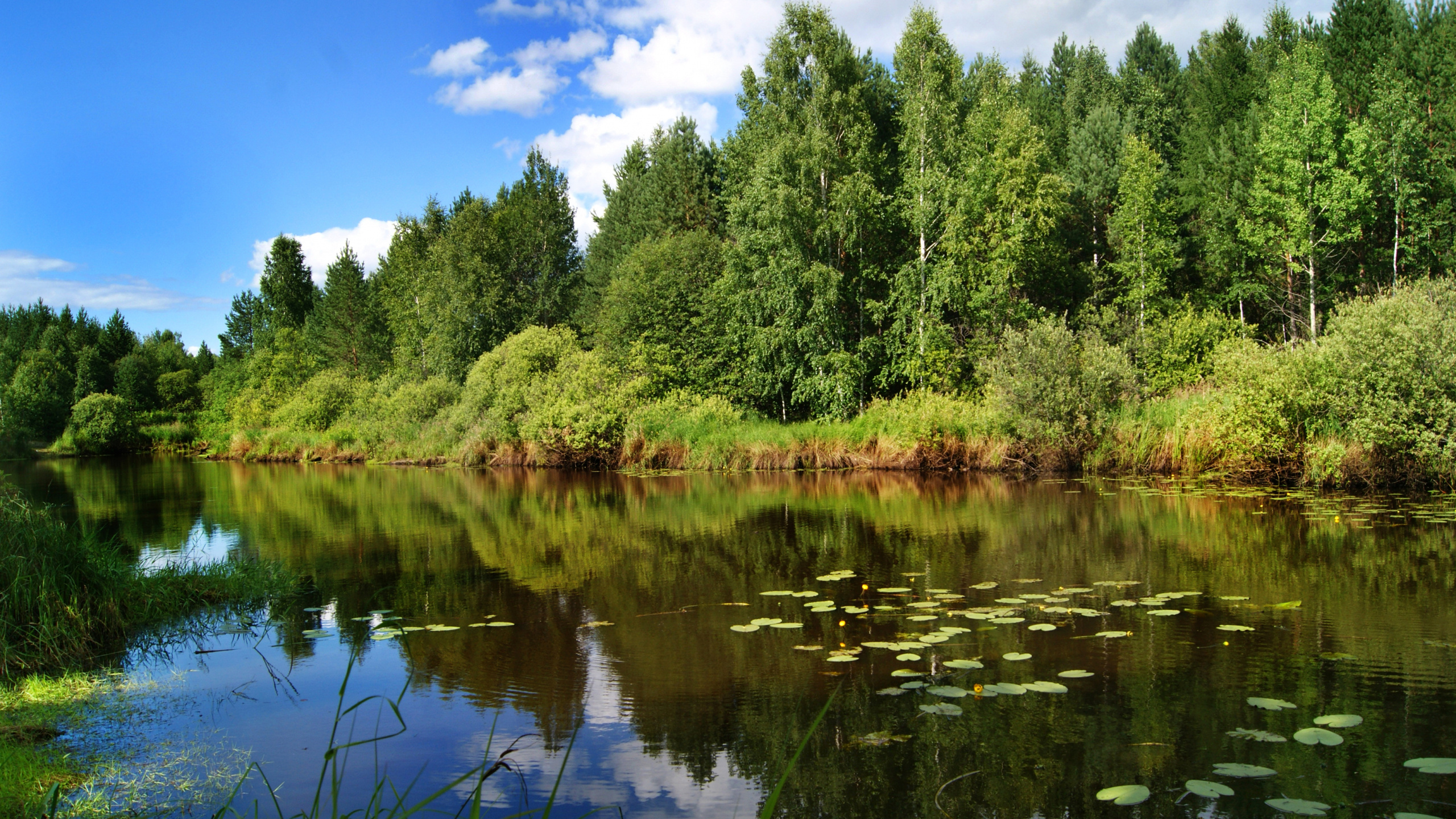 Arbres Verts au Bord du Lac Sous Ciel Bleu Pendant la Journée. Wallpaper in 2560x1440 Resolution