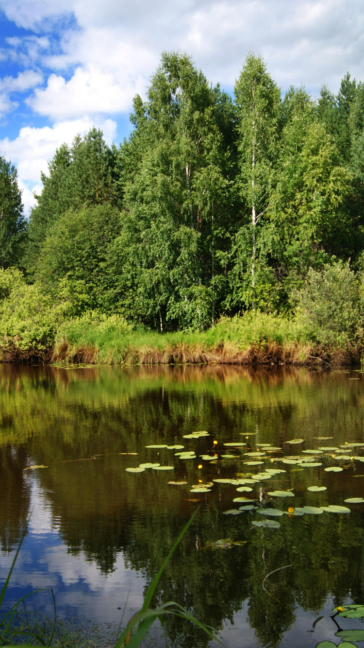 Arbres Verts au Bord du Lac Sous Ciel Bleu Pendant la Journée. Wallpaper in 750x1334 Resolution