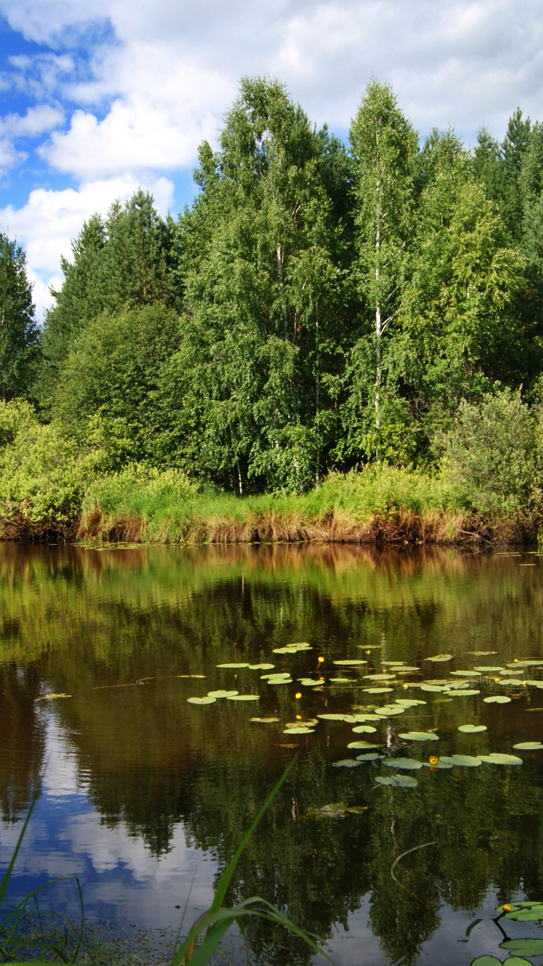 性质, 反射, 自然保护区, 银行, 荒野 壁纸 1080x1920 允许